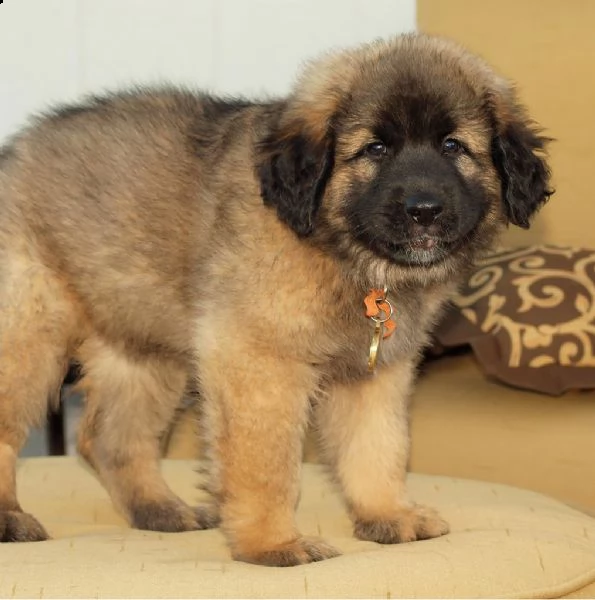 stupendi cuccioli di leonberger