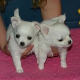 giocattolo regalo cuccioli di chihuahua i cuccioli di chihuahua sono disponibili per l'adozione, con