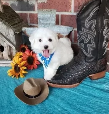 bichon frise cuccioli 