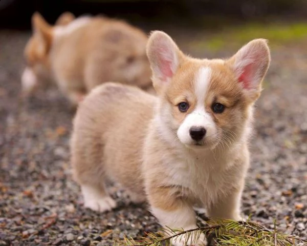 vendita cuccioli di welsh corgi con pedigree enci