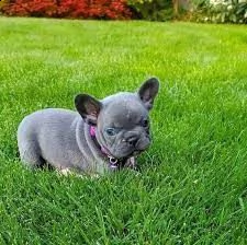 vendita cuccioli di bulldog francese con pedigree enci