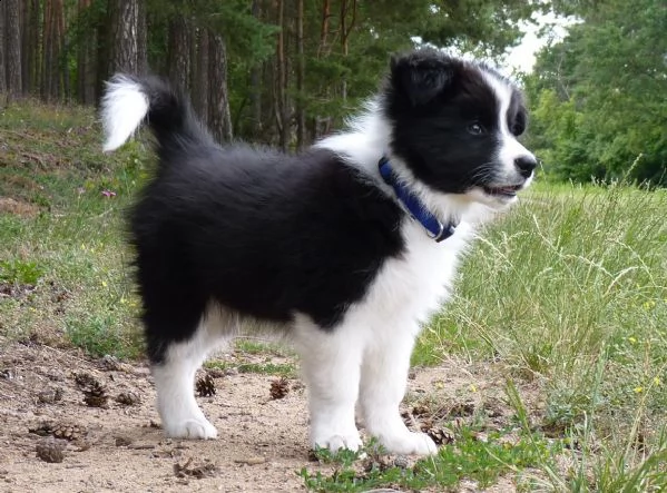 vendita cucciolo cucciolo border collie