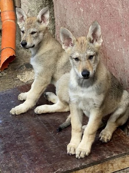 regalo cane lupo cecoslovacco cuccioli