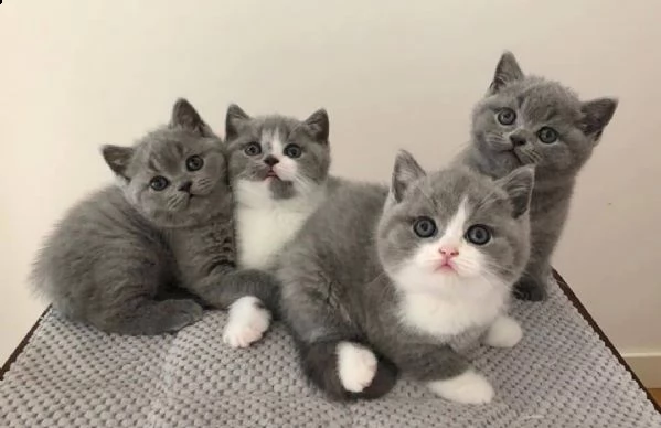  bellissimi gattini britishshorthair