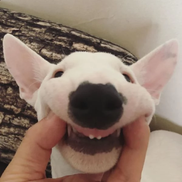 regalo cuccioli di razza bull terrier consegna con il libretto sanitario,  il michrochip, vaccinati 