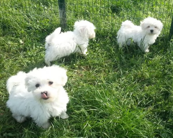 vendita cucciolo piccoli maltesii