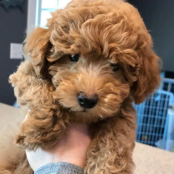 disponibili adorabili cuccioli di goldendoodle | Foto 2