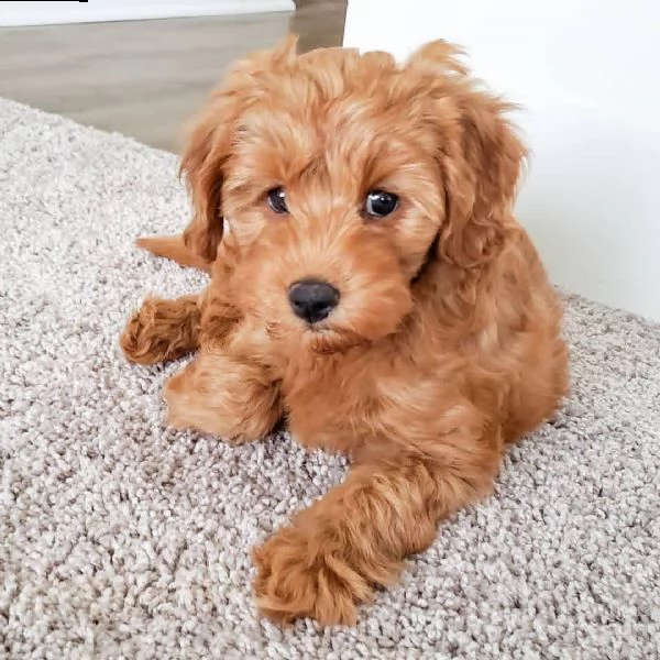 disponibili adorabili cuccioli di goldendoodle