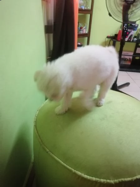 vendo adorabili cuccioli di bichon