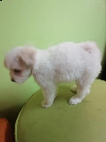 vendo adorabili cuccioli di bichon | Foto 2