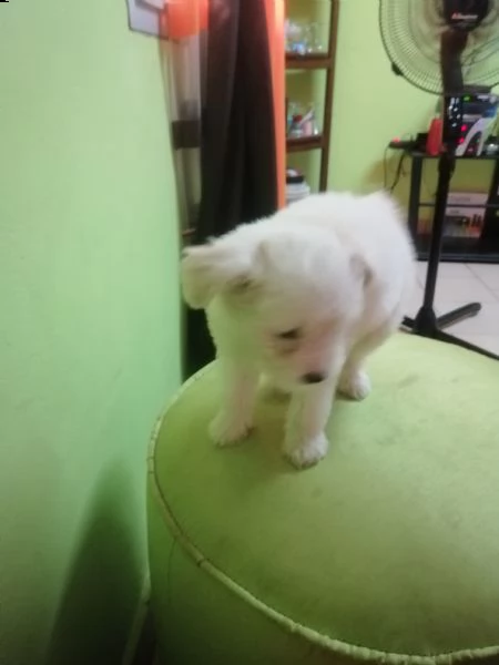 vendo adorabili cuccioli di bichon | Foto 0