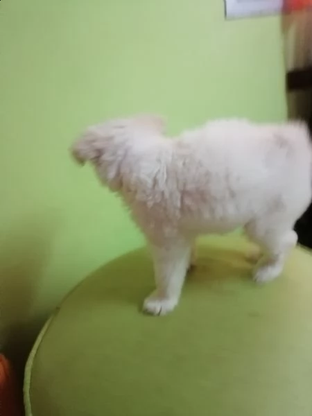 adorabili cuccioli di bichon  | Foto 1