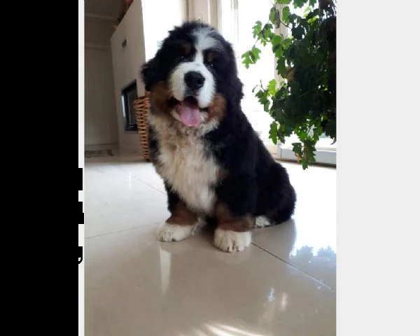 vendita cucciolo cuccioli di bovaro del bernese