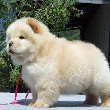 adorabili cuccioli di chow chow 