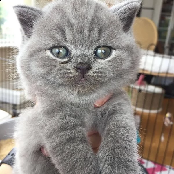 gattini british shorthair | Foto 0