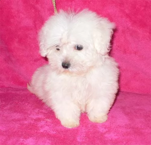 email : arwenbrades10[at]gmail[.com] adorali cuccioli di maltese femminucce e maschietti disponibili per 