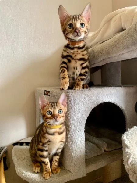 bengal cuccioli disponibili