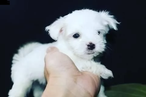 cuccioli di maltese mini toy | Foto 0