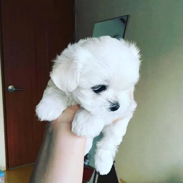 cuccioli di maltese mini toy