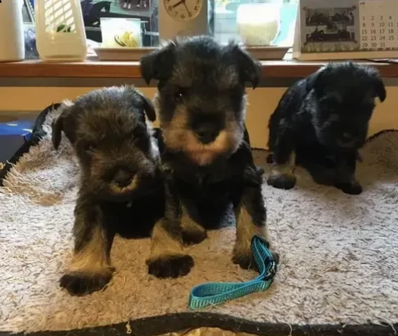 cuccioli di schnauzer