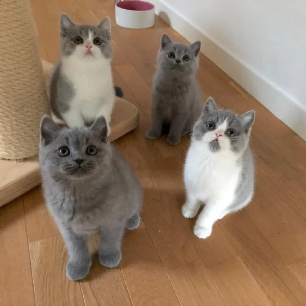   splendidi gattini british shorthair