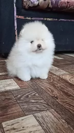 cuccioli di pomerania nani | Foto 0