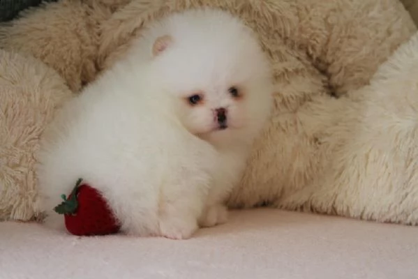 dolci cuccioli di spitz pomerania disponibili | Foto 0