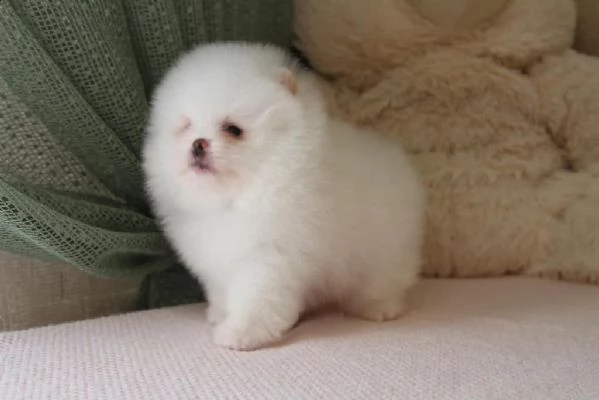 dolci cuccioli di spitz pomerania disponibili