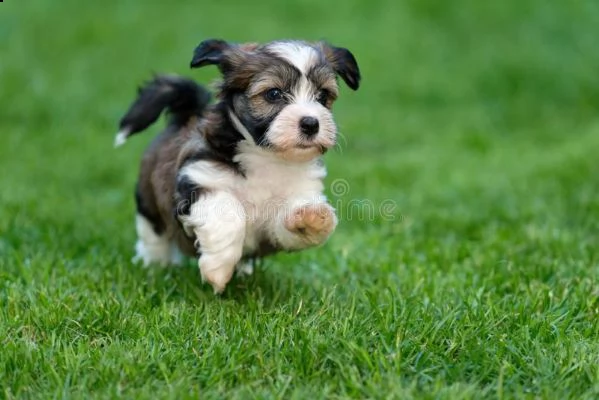 email : arwenbrades10[at]gmail[.com] bellissimi cuccioli di havanese con pedigree, tricolori, bianco-aran