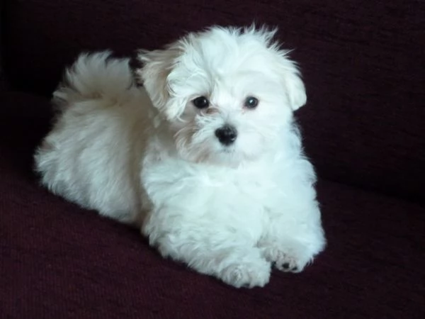 email : arwenbrades10[at]gmail[.com] adorali cuccioli di maltese femminucce e maschietti disponibili per 