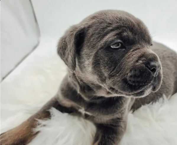  regalo cane corso  cuccioli