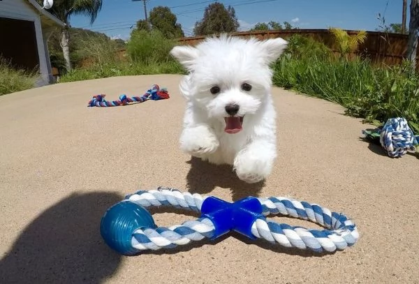  regalo maltese cuccioli