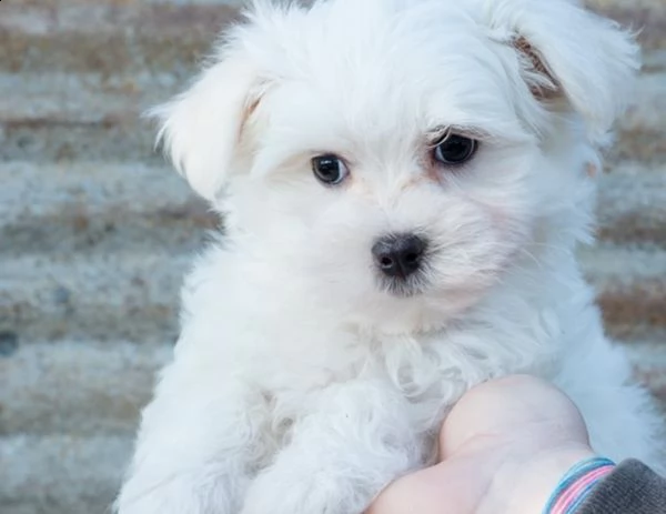  regalo maltese cuccioli meravigliosi !