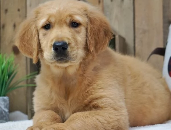  adorabili cuccioli  golden retriever femminucce e maschietti disponibili