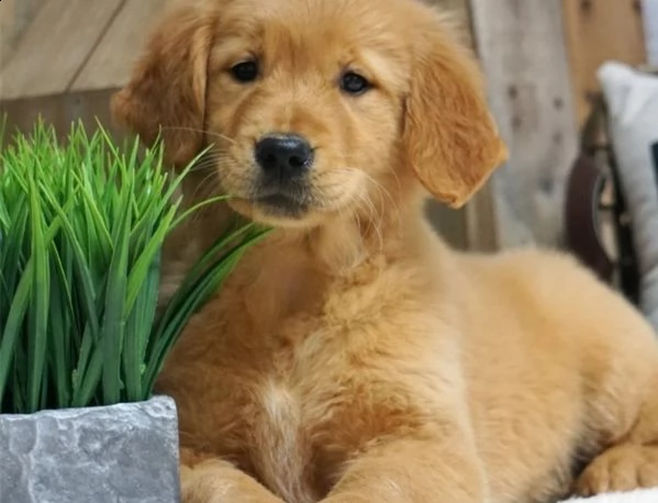   adorabili cuccioligolden retriever femminucce e maschietti disponibili