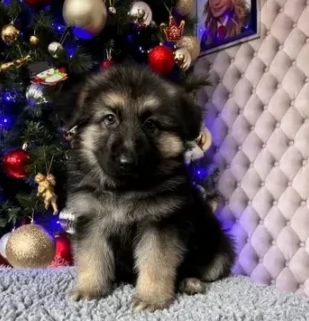 cuccioli pastore tedesco pronti 