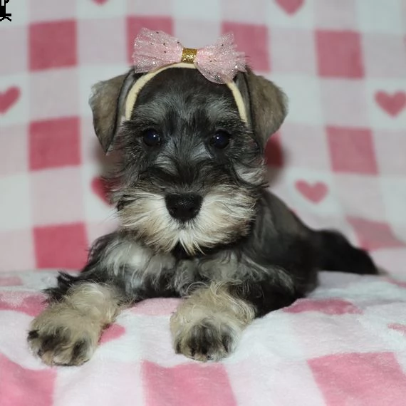 regalo schnauzer miniatura cuccioli introvabili cuccioli di schnauzer miniatura intelligenti e dolci