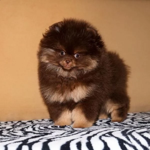 disponibili bellissimi cuccioli di pomerania | Foto 1