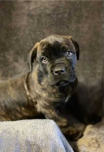  regalo abbiamo cuccioli di cane corso