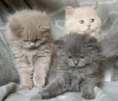 adorabili cuccioli di british shorthair 