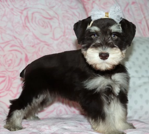 schnauzer miniatura cuccioli introvabili cuccioli di schnauzer miniatura intelligenti e dolcissimi a