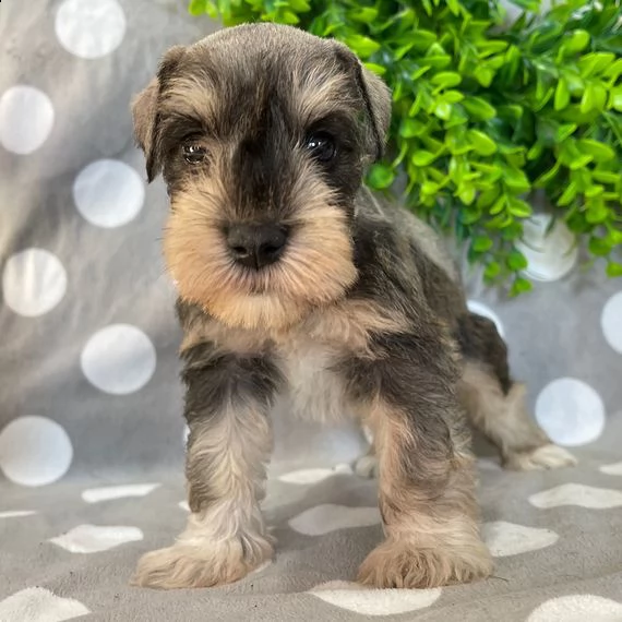 schnauzer miniatura cuccioli