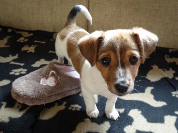 stupendi cuccioli di jack russell