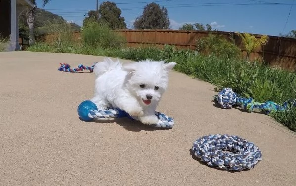  regalo cuccioli di maltese 