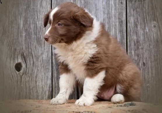   regalo adorabili cuccioli  border collier   femminucce e maschietti