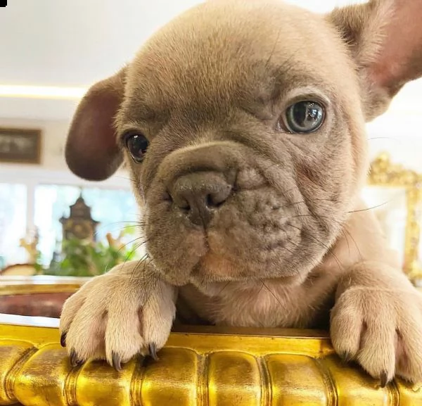   bellissimi cuccioli di bulldog francese