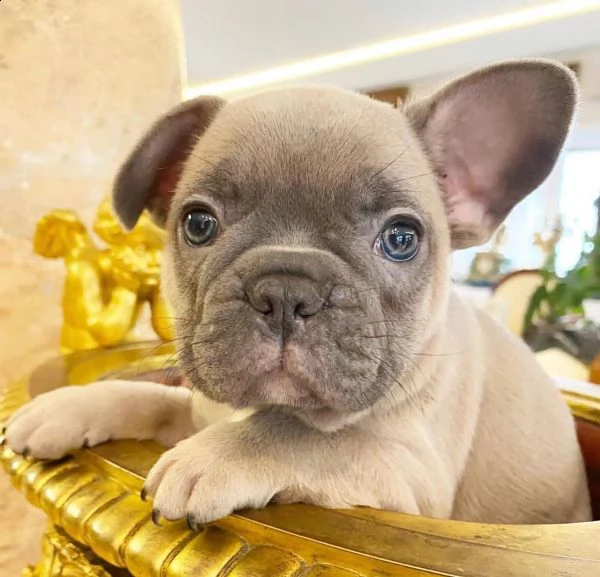   bellissimi cuccioli di bulldog francese | Foto 0