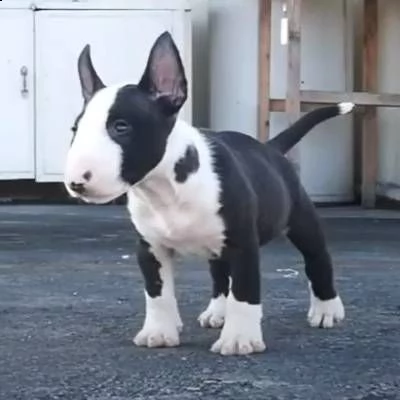 adorabili cuccioli di bull terrier maschio e femmina da adottare, sono molto sani usati con bambini 