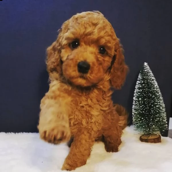 adorabile cucciolo di barboncino in adozione