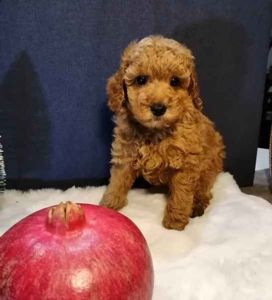 adorabile cucciolo di barboncino in adozione | Foto 0